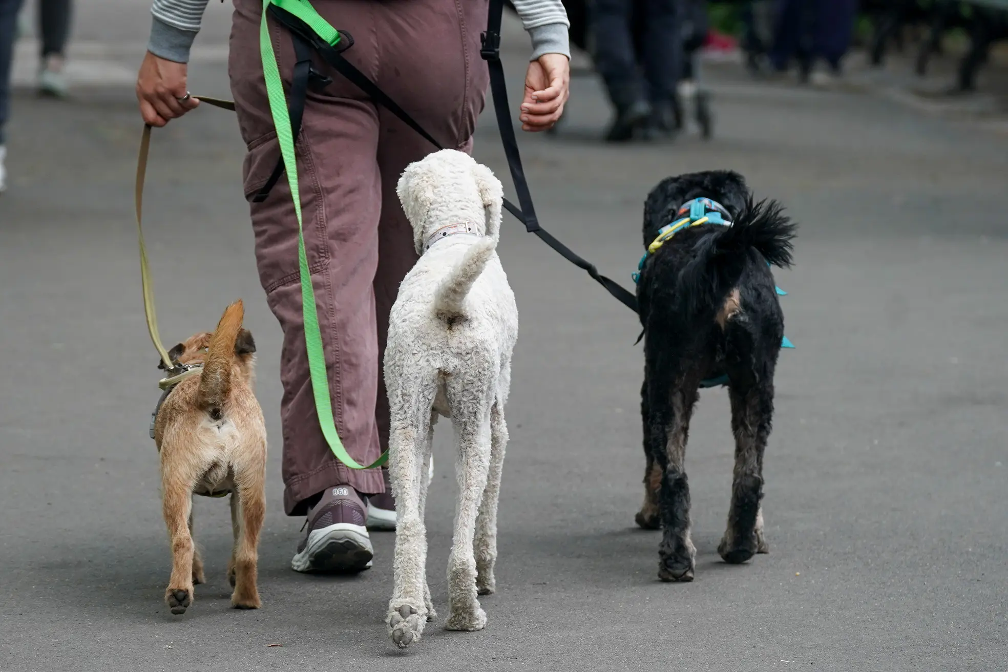 Dog poo plagues Manhattan, skidding to gross record over winter: ‘This c— has to stop’